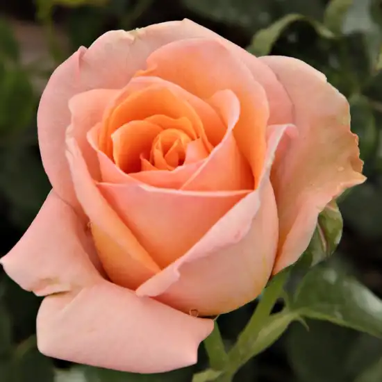 Comanda trandafiri online - Portocaliu - trandafiri târâtori și cățărători, Climber - trandafir cu parfum discret - Rosa Rozália - Márk Gergely - ,-